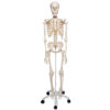 ZTC-015: Human Skeleton Model