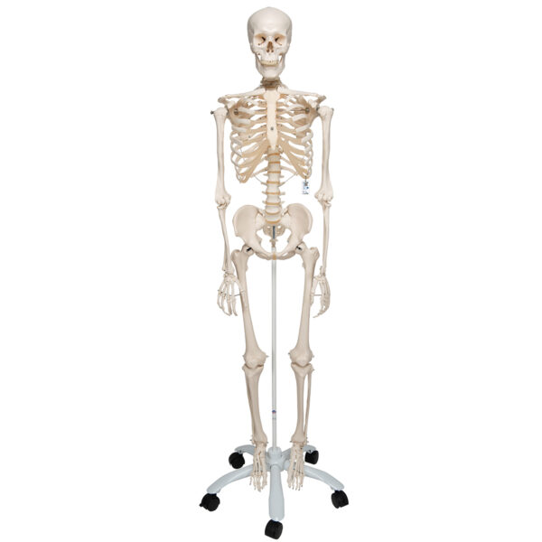 ZTC-015: Human Skeleton Model