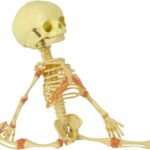 ZTC-021: Human Fetus Skeleton