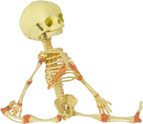 ZTC-021: Human Fetus Skeleton