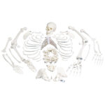 ZTC-022: Disarticulated Human Skeleton