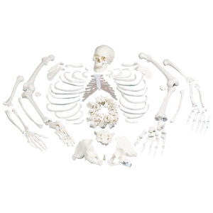 ZTC-022: Disarticulated Human Skeleton