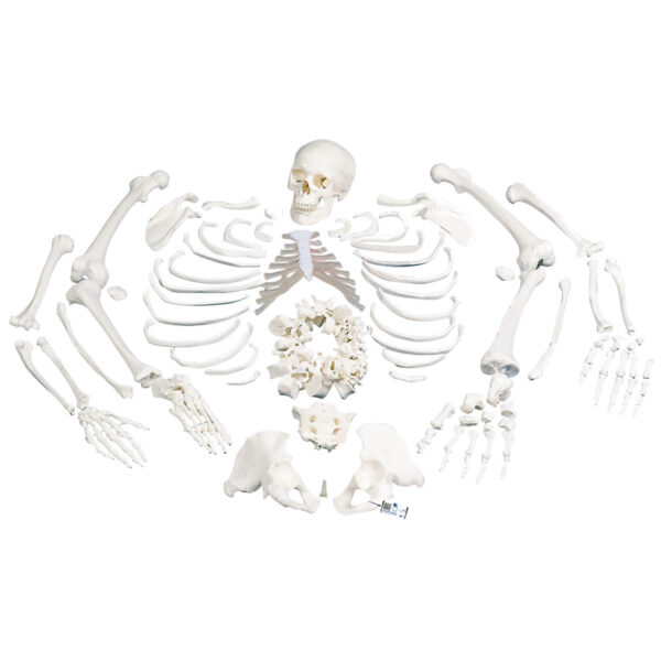 ZTC-022: Disarticulated Human Skeleton